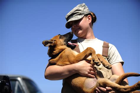 Officials Outline Adoption Process For Military Working Dogs Air