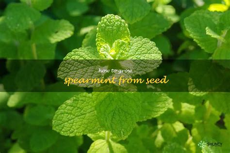 Planting Spearmint Seeds A Step By Step Guide To Growing Your Own Herbal Delight Shuncy