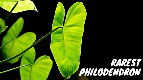 Top Rarest Philodendron Rare Houseplant List Youtube