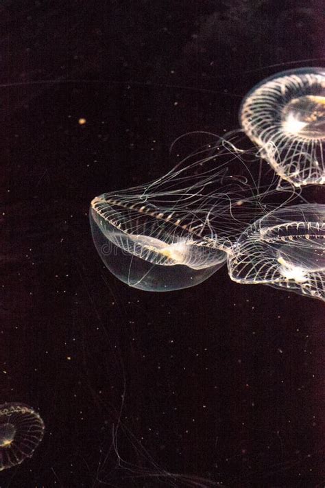 Crystal Jellyfish Aequorea Victoria Is A Bioluminescent Hydrozoan