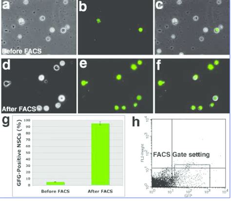 Purification Of Enhanced Green Fluorescent Protein Egfp Positive