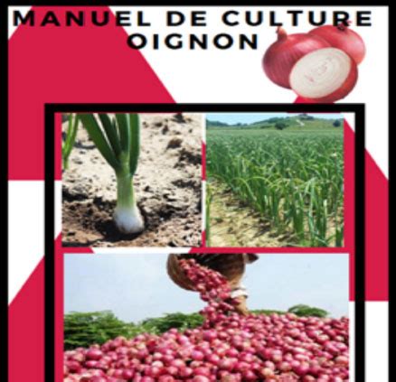 Manuel De La Culture Oignon PEA Jeunes