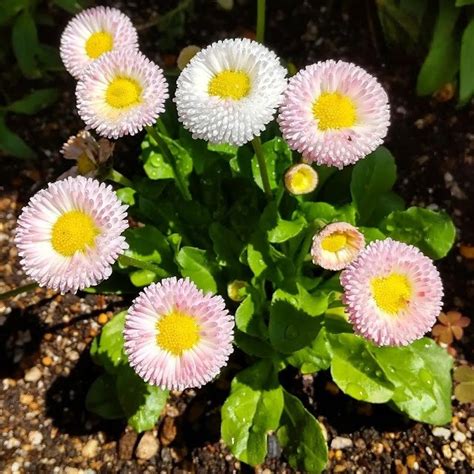 Descubra El Encanto De Bellis Perennis El Manual Definitivo Para El