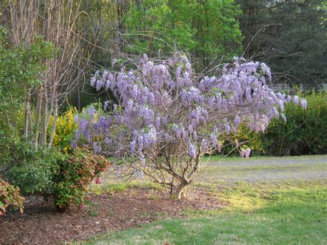 Painter's Place: Wisteria Tree