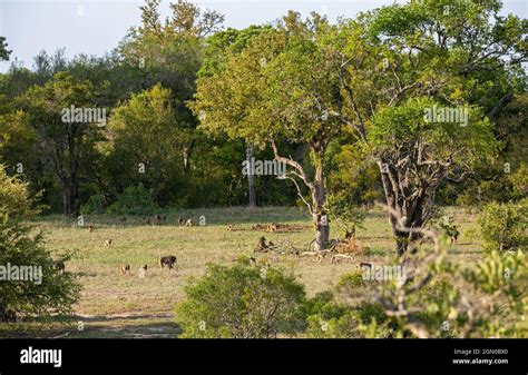 African Bushes Kruger National Park Safari Landscape Stock Photo Alamy