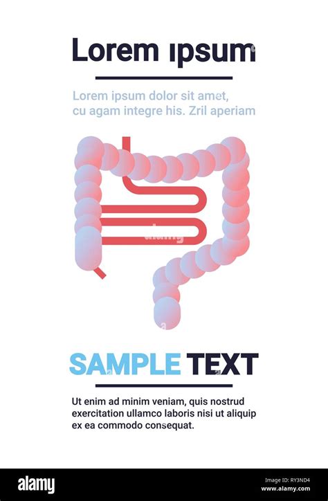 Human Digestive System Intestine Internal Organ Symbol Gut Health