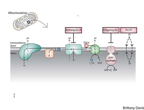 Electron Transport Chain and Inhibitors on Behance