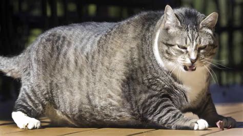 Cats World 10 Fattest Cats Youtube