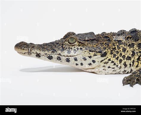 Cuban Crocodile Crocodylus Rhombifer Head In Profile Showing Natural