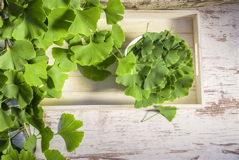 10 Health Benefits Of Ginkgo Biloba Alive Magazine