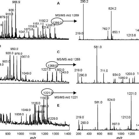 Mass Spectrometry Analysis Of O Deacylated Los From Representative C Download Scientific