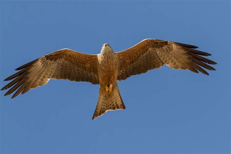 Birdwatching In Doñana National Park In Southern Spain