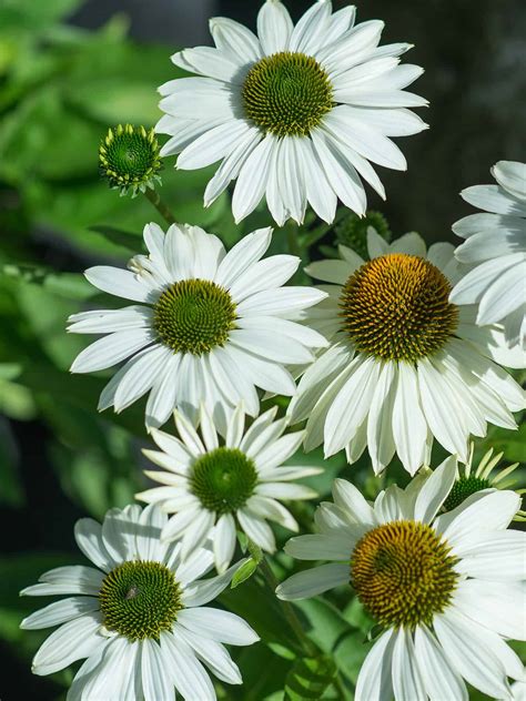 Echinacea Sunseekers White Beauty Mihkel Saar Puukool