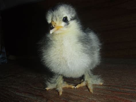 Black Frizzle Cochin Chick Pet Chickens Frizzle Chickens Chickens