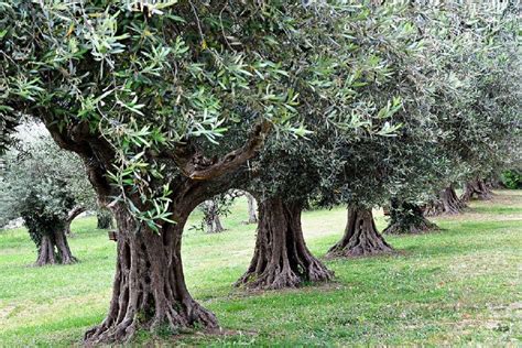 Gli Olii Delleccellenza Umbra In Concorso Il Prossimo Aprile Le