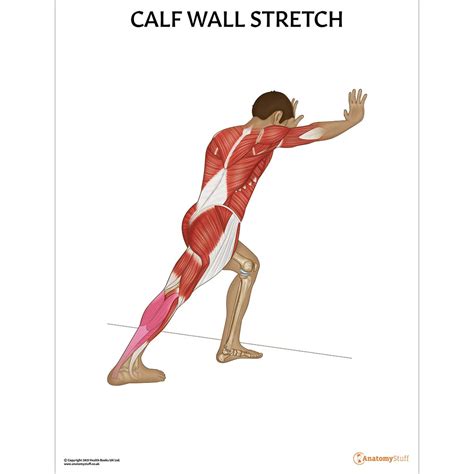 Calf Wall Stretch Chart | Stretching Anatomy Poster | Fitness Exercise