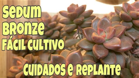 Sedum Bronze Suculenta De F Cil Cultivo Youtube