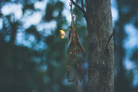 Free Images Tree Nature Forest Branch Light Sunlight Leaf