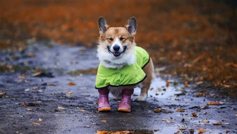 Fur Laughs: Funny Dog Runs In New Raincoat & Boots [VIDEO] - DogTime