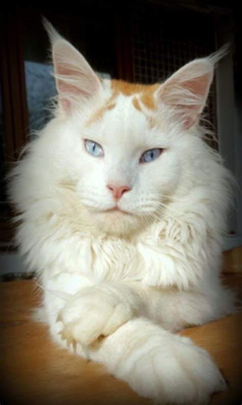 17 Unique Maine Coons With Blue Eyes