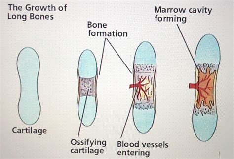 Endochondral Ossification Diagram Quizlet