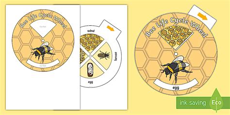 Bee Life Cycle Spin Wheel Teacher Made Twinkl