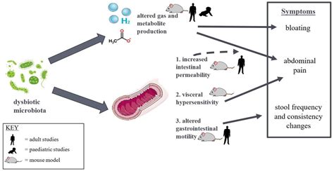 The Role Of The Gut Microbiome In Paediatric Irritable Bowel Syndrome