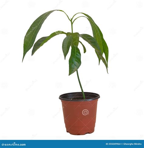 Potted Mango Trees