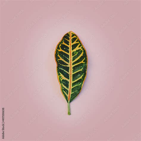 Leaf on pink background Stock Photo | Adobe Stock