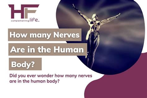 How Many Nerves Are In The Human Body? - HealthFinder