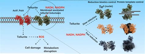 Proposed mechanism for tellurite transport, reduction, and product ...