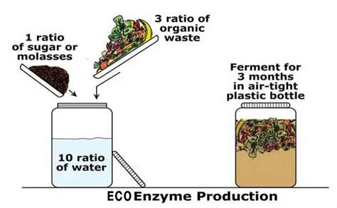 How to Make Your Own Eco-Enzyme - Knox Community Gardens Society Inc.