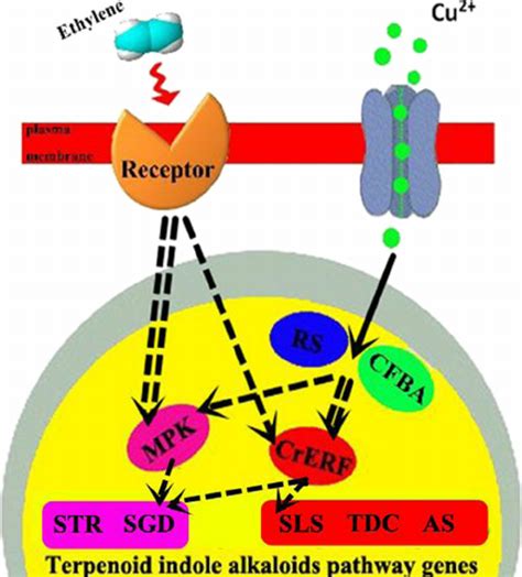 Model For Erf And Mpk Regulated Tia Pathway Genes Expression Responding