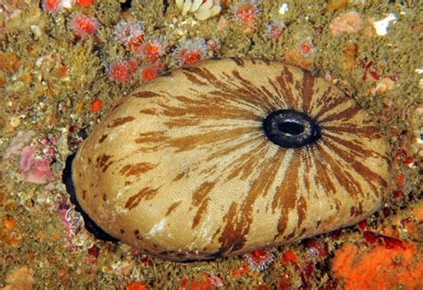 Giant Keyhole Limpet Pfleger Institute Of Environmental Research