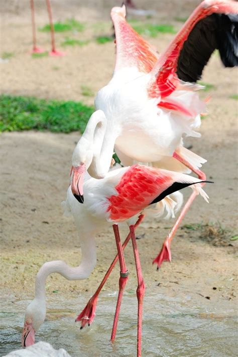 Flamingos Mating Flamingo Flamingo Photo Beautiful Birds