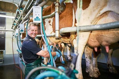 Jede Kuh ist eine echte Persönlichkeit wissen Milchbauern