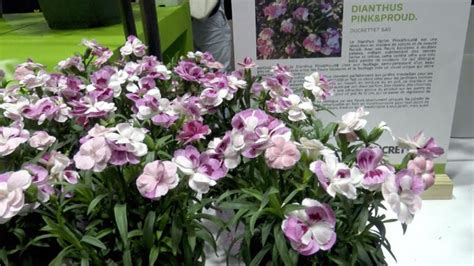 Coup de cœur du Lien horticole pour Dianthus Pink Proud Sprint