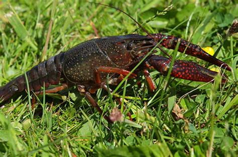 Invasive Species: Red Swamp Crayfish