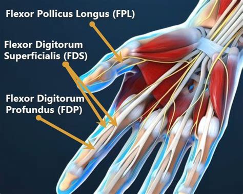 Finger Pulley Anatomy