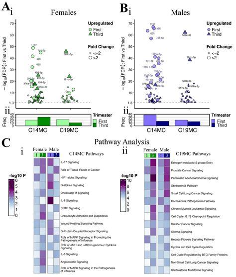 Sex Differences In MicroRNA Expression In First And Third Trimester Human Placenta