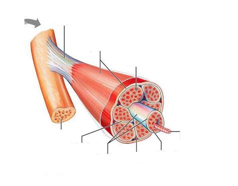 Unlabeled Skeletal Muscle Quiz