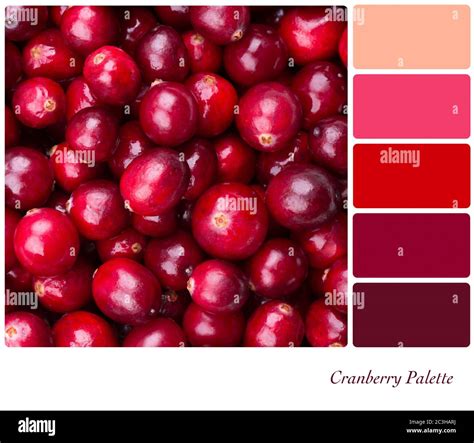 A Background Of Fresh Juicy Cranberries Colour Palette With