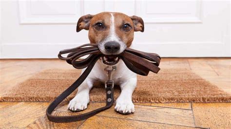 Correas Y Caniles Cómo Usarlas Para El Bien Del Perro Diario Río Negro