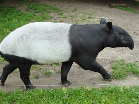 File:Malayan Tapir walking.JPG - Wikimedia Commons