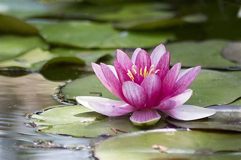 Hd Wallpaper Water Lilies On Water Water Lily Pink Water Pink Water