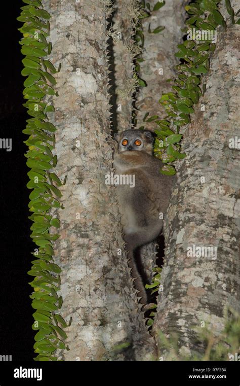 Reddish Gray Mouse Lemur Hi Res Stock Photography And Images Alamy