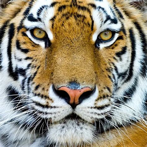 Bengal Tiger Head