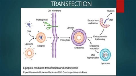 Transfection methods (DNA to host cell)