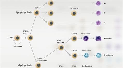 Hematopoietic Stem and Progenitor Cells (HSPCs): Isolation, Culture ...