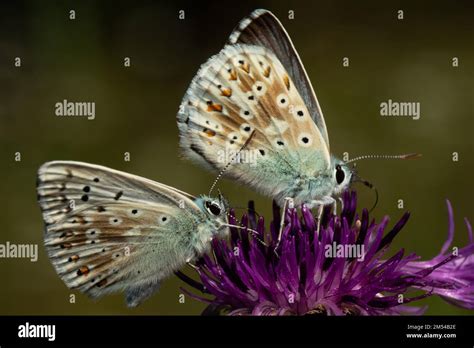 Silver Green Blue Two Moths With Closed Wings Sitting On Purple Flower